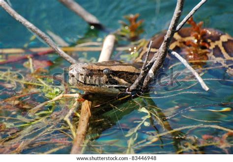 Image result for Burmese Python Everglades Map