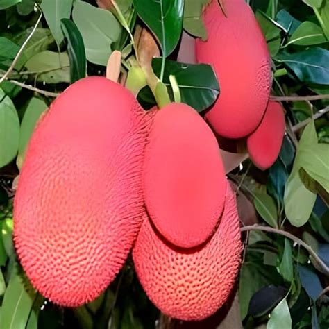 RADHA RANI PLANT HOUSE - Helthy Vietnam Hybrid Pink Jackfruit Grafted ...