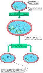 Culturing Microorganisms - Biology for Grade 10 PDF Download
