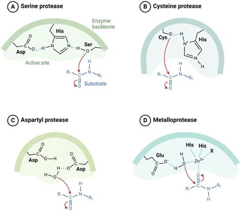 From Bench to Bedside: Transforming Cancer Therapy with Protease Inhibitors