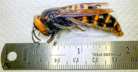 Reportan primer avispón asesino capturado en Estados Unidos