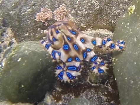Image result for Blue-Ringed Octopus Eating
