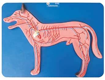 ZX | Dog Blood Circulation Model | 47 features marked | Veterinary ...