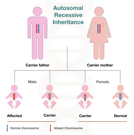Image result for Patterns of Genetic Inheritance