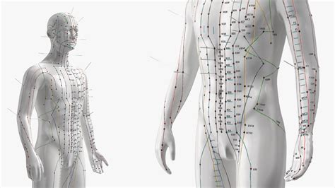 3D Male Acupuncture Anatomy Chart with Needles model | 3D Molier ...