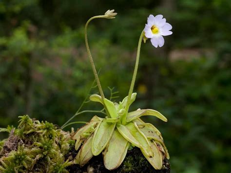 Carnivorous Butterwort Plant - Live Plant in a 3 Inch Pot - Pinguicula ...