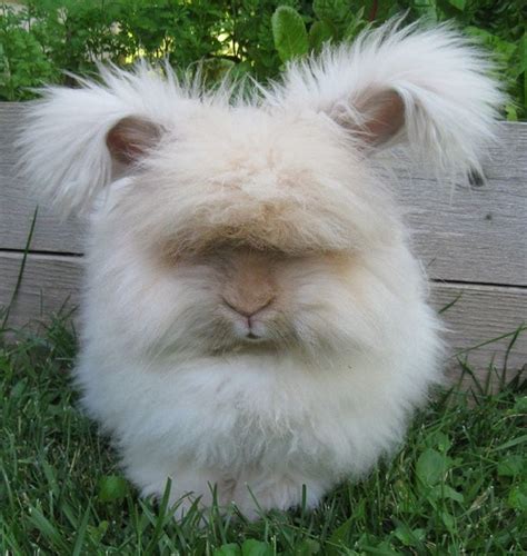 Image result for giant angora rabbit