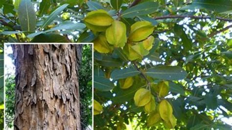 5 benefits of Arjuna bark in improving overall health