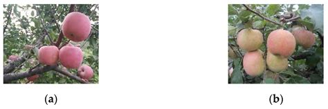 Object Detection and Recognition Techniques Based on Digital Image ...