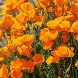 California Poppy - Eschscholzia californica - Great Basin Seed
