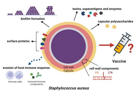 Staphylococcus Aureus Cell Structure And Pathogenic Staphylococcus