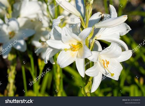 White Lily Lilium Candidum Lit By Stock Photo 2174369679 | Shutterstock