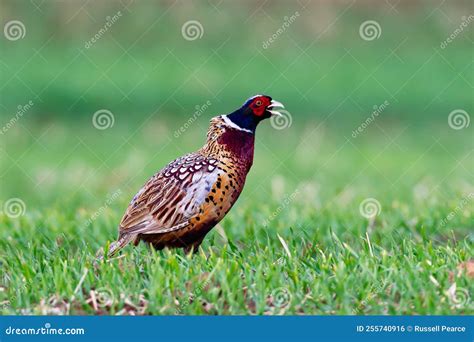 Common Pheasant Calling Out Stock Photo - Image of season, wildlife ...