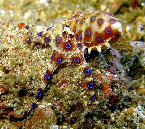 Image result for Blue-Ringed Octopus Color