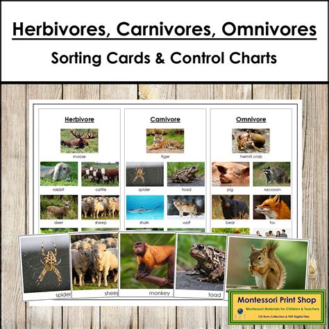 Herbivores Carnivores And Omnivores