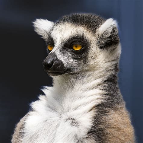 Download wallpaper 2780x2780 lemur, portrait, yellow eyes, fluffy ipad ...