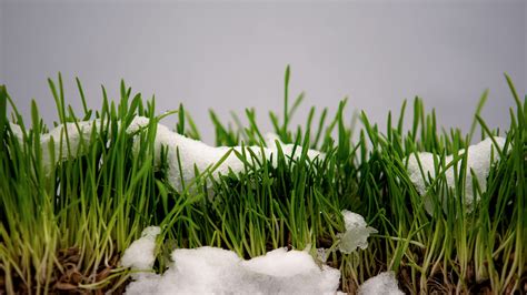 Best Grass Seed For Winter In Virginia at Andrea Mcclelland blog