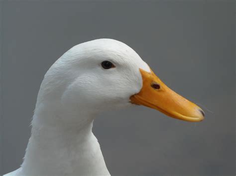 Duck Beak Mammal