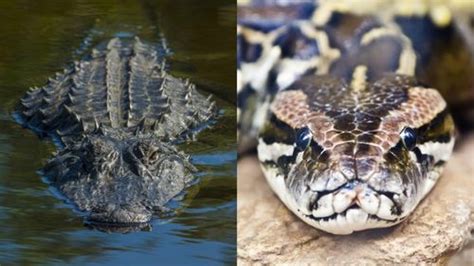 Image result for Alligator vs Python Nat Geo Wild