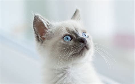 Download wallpaper 2560x1600 burmese cat, kitten, glance, pet ...
