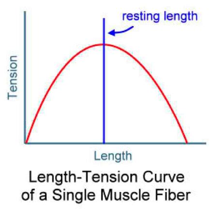 Image result for Muscle Tension Duration Graph