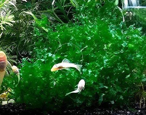 Süsswassertang Aquarienpflanzen Aktion Versand Abholung in Mechernich ...