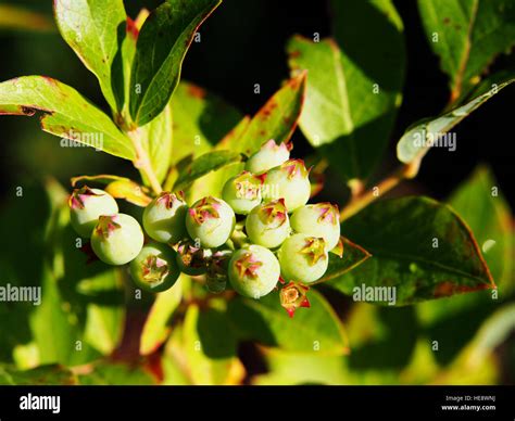 Vaccinium corymbosum - northern highbush blueberry Stock Photo - Alamy