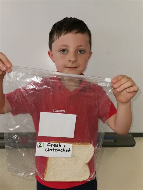 Image result for Falling Bread Experiment