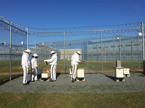 Prisoners maintain bee hives at Dooly State prison | 13wmaz.com