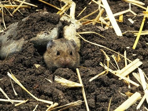 Vole Control: How To Get Rid Of Voles
