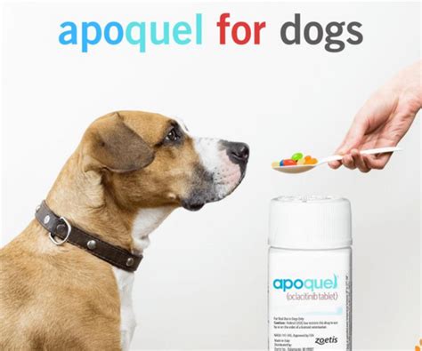 Zoetis Apoquel: Unveiling Risks & Benefits | Pets Lifestyle