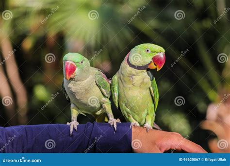 Pair of Ring-necked Parrots Stock Image - Image of beauty, long: 95620867