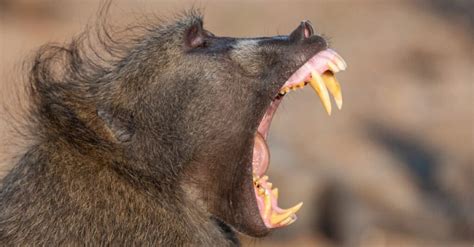 Image result for Why Baboons Attack Humans
