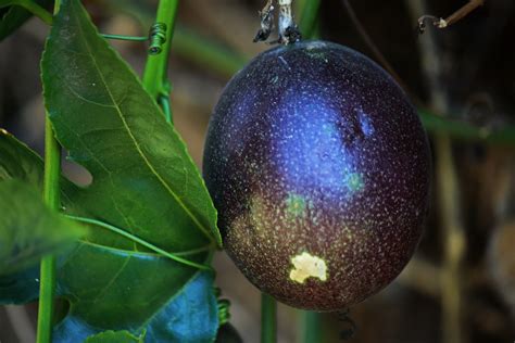 Ripening Purple Granadilla Fruit Free Stock Photo - Public Domain Pictures