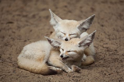 Fennec Fox Extinction 的图像结果
