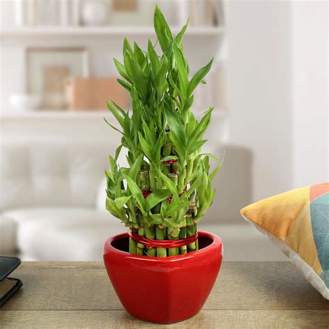 Ferns 'N' Petals 3 Layer Lucky Bamboo Plant Live Indoor Red Heart Shape ...