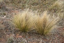 Image result for tussock