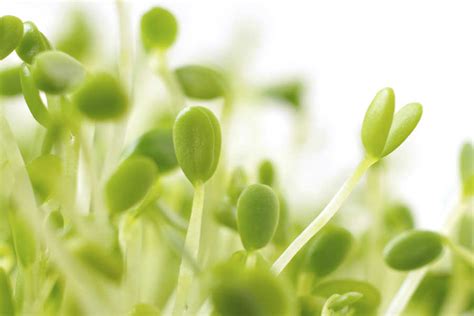 Top 5 Benefits of Sprouts | LIFETOSTYLE