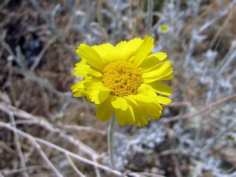 Baileya multiradiata – “Desert Marigold” - Wildflowers of Joshua Tree ...