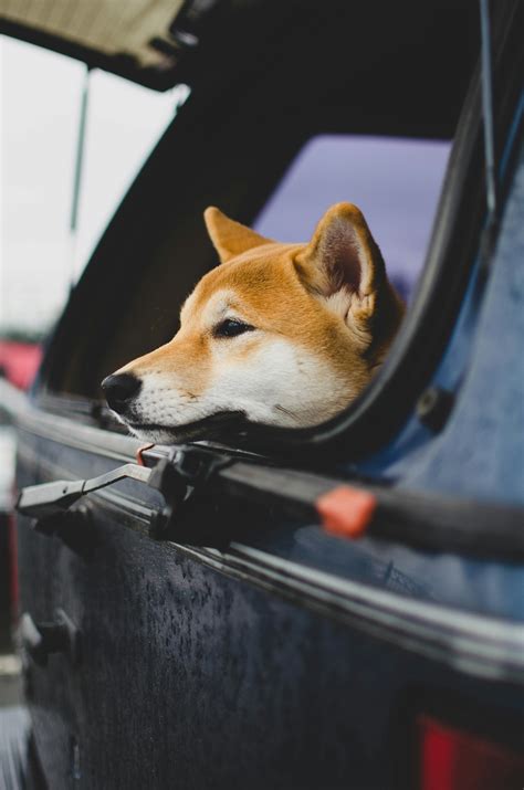 Doge Memes - Worst Jokes Ever