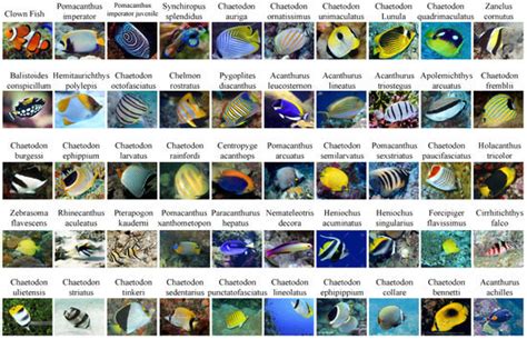 Towards Low-Cost Classification for Novel Fine-Grained Datasets