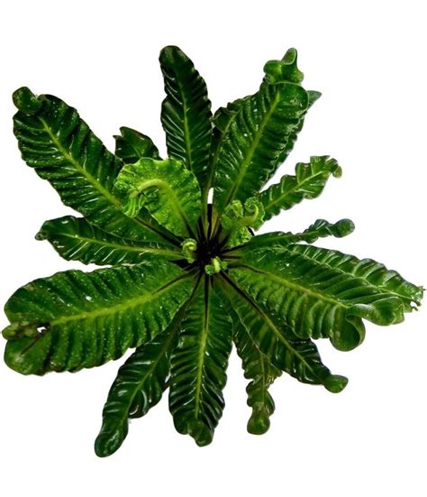Cobra Fern Plant – Gardengram