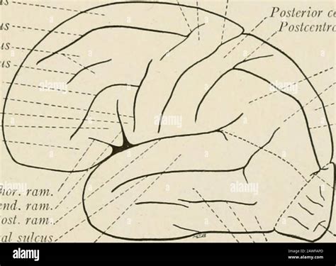Precentral Gyrus High Resolution Stock Photography and Images - Alamy