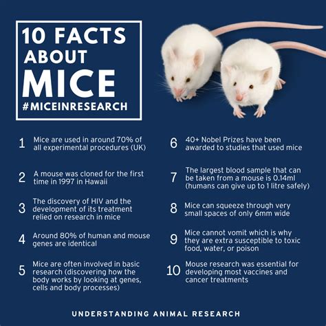 Image result for Mouse Facts