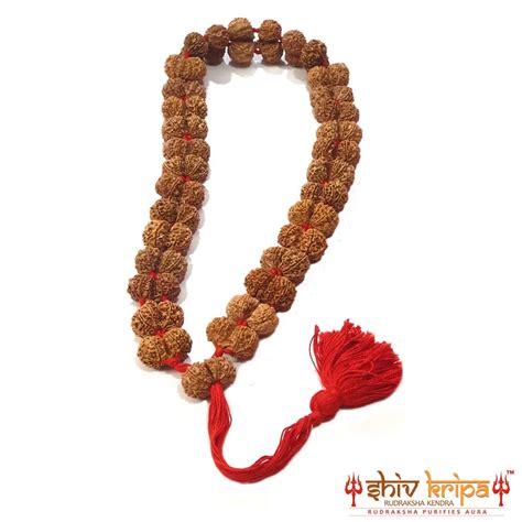 Gauri Shankar Rudraksha Kantha Mala – Shiv Kripa Rudraksha