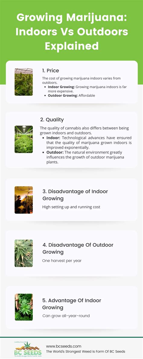PPT - Growing Marijuana Indoors Vs Outdoors Explained PowerPoint ...