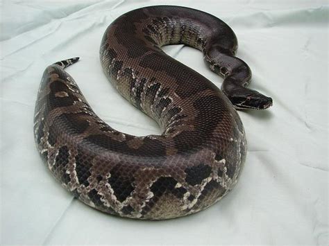 Image result for Black Blood Python
