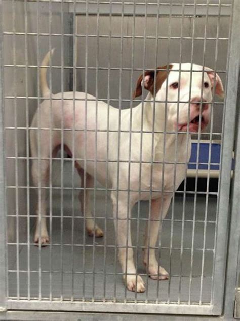 Montgomery County dog saved by Cesar Millan trainers is on death row again