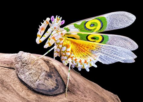 Can Insects Be Mammals