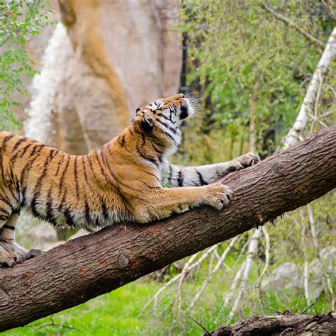Download wallpaper 2780x2780 tiger, predator, tree, stretch ipad air ...